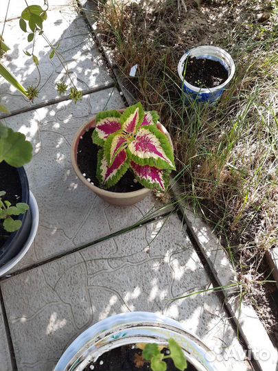 Декабрист,хлорофитум,колеус