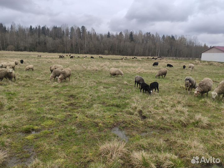 Овцы, бараны стадо