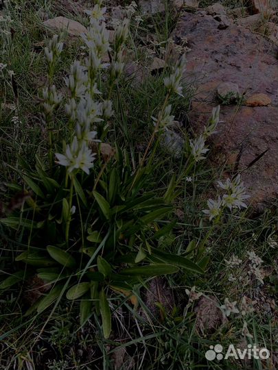 Туры по Памирскому тракту