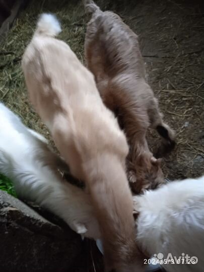 Зааненские козы дойные