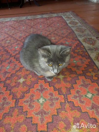 В добрые руки