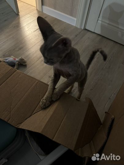 Девон-рекс отдам в хорошие руки