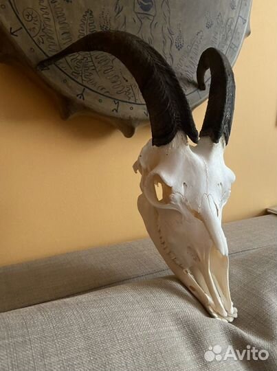 Череп козла с рогами