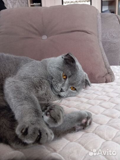 Шотландская вислоухая кот