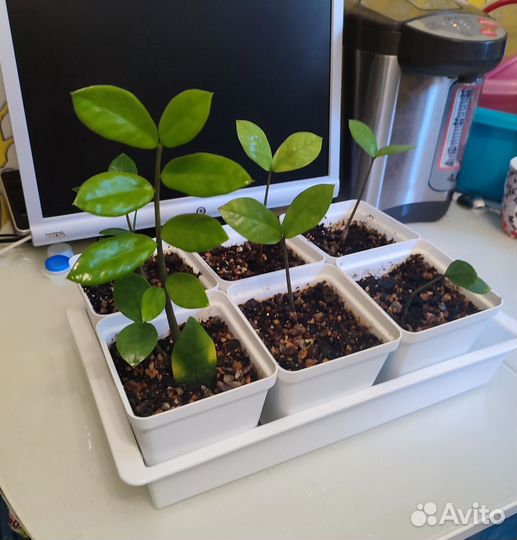 Замиокулькас