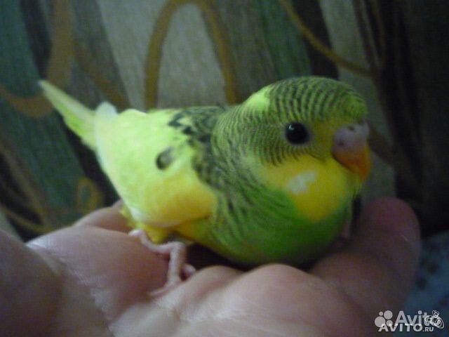 Волнистые попугаи домашнего разведения