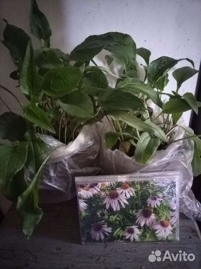 Эхинацея пурпурная многолетние