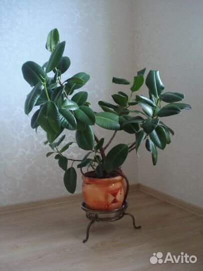 Фикус