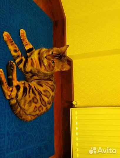 Бенгальский кот вязка Москва Чехов