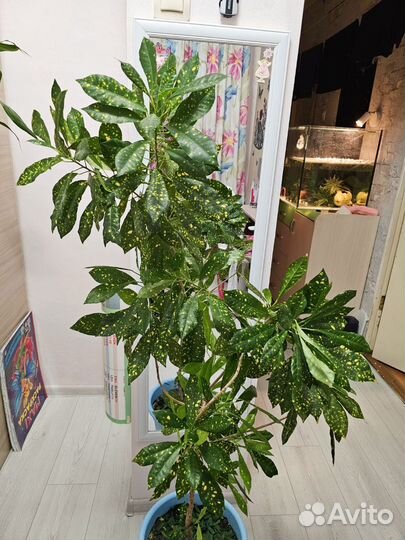 Кротон 120 см