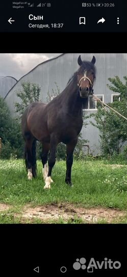 Жеребец орловский рысак