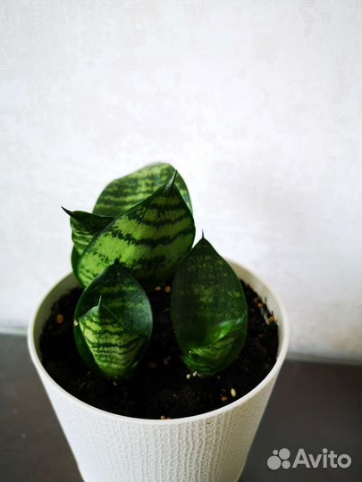 Сансевиерия ханни