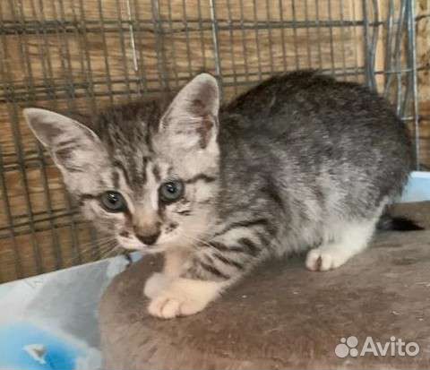 Котёнок Глашенька