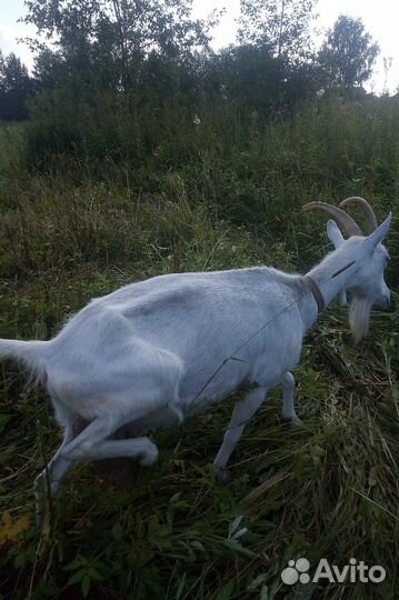 Коза дойная