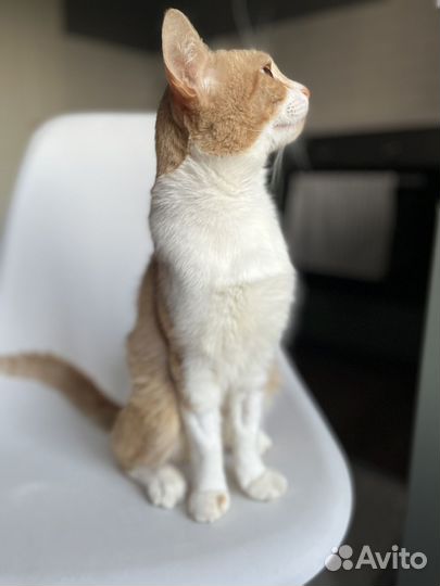 Ласковый рыжий кот