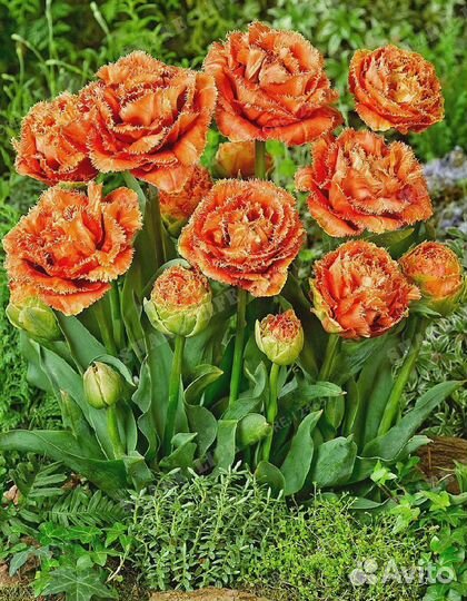 Луковицы тюльпанов