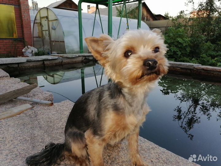 Передержка кошек и собак в коттедже