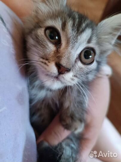 Котик в добрые руки