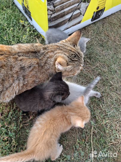 Котята в добрые руки