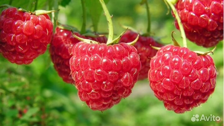 Малина Скромница