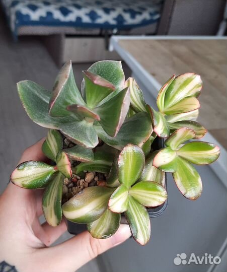 Crassula Return of beauty + tricolor, gollum white