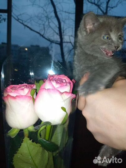 Кошка в дар бесплатно