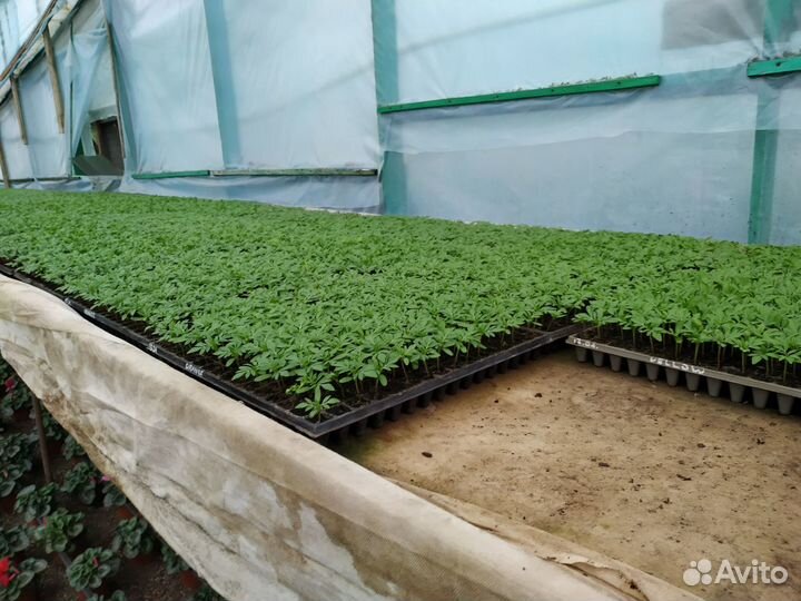 Рассада цветов сеянцы Петуния, Бархатцы, Гацания