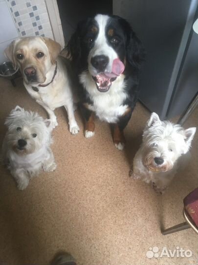 Передержка собак