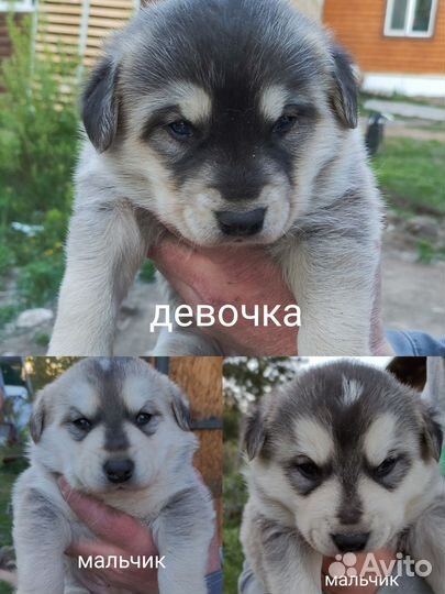 Аляскинский маламут щенки