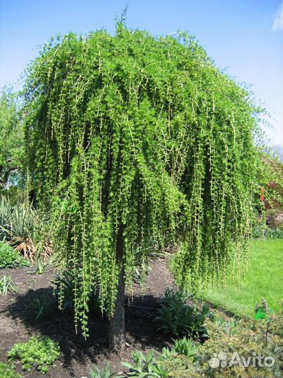 Лиственница японская Pendula /С5 Pa 100-120