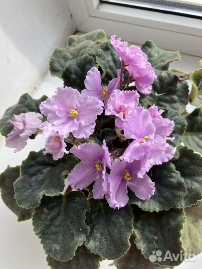 Фиалки махровые