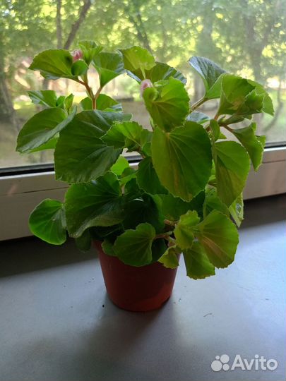 Бегония вечноцветущая