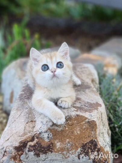 Шотландская золотая шиншилла девочка