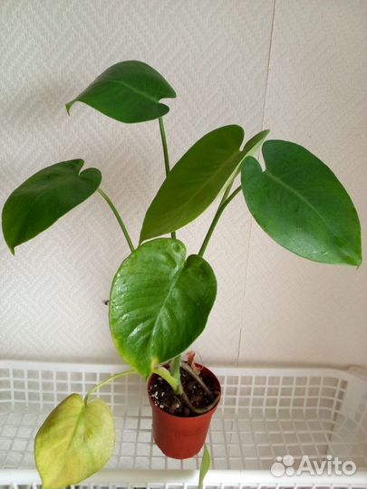 Монстера делициоза