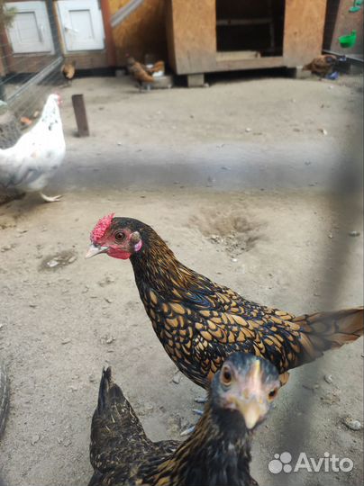 Петух сибрайт