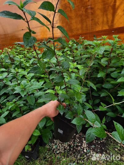 Гортензия Сандей фрайз