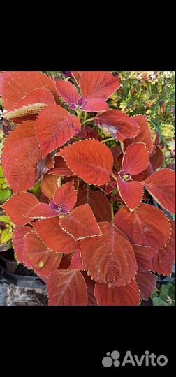 Колеусы вегетативные