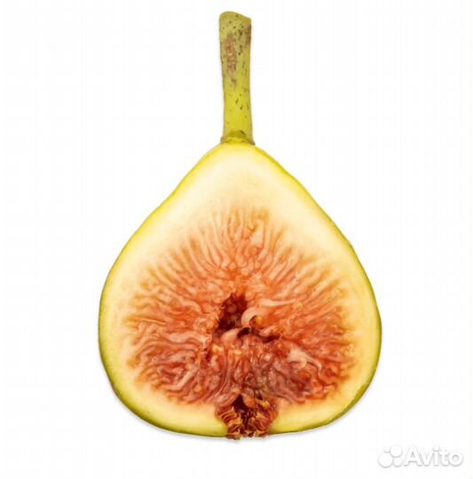 Инжир коричневый Турецкий ‘Brown Turkey’ (Саженцы)