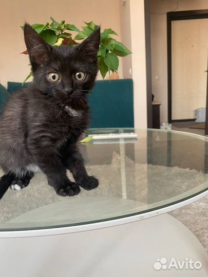 Котенок девочка в добрые руки