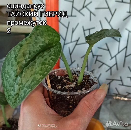 Эпипренумы Silver Splash, Golden Leaf