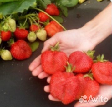 Клубника Фестивальная.Рассада