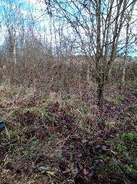 Участок 11,5 сот. (ИЖС)