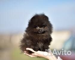 Щенки шпица