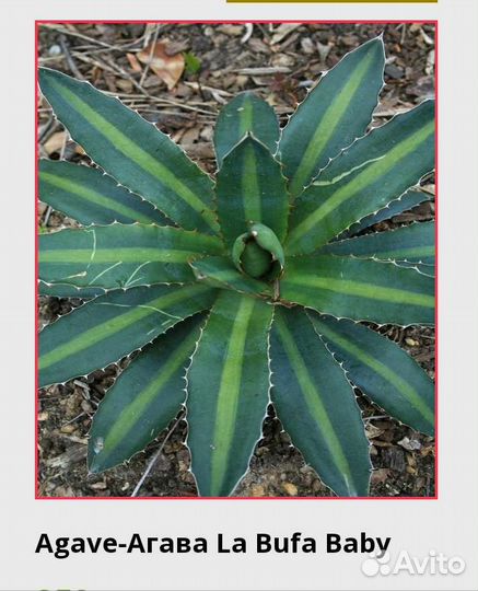 Агава комнатные растения