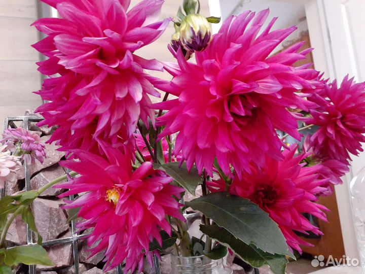 Георгины клубни