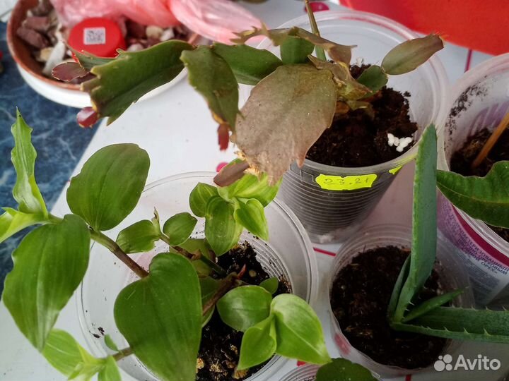 Лот из 10 цветов.Цена за всё