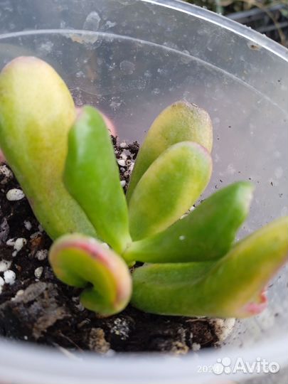 Толстянка вариегатная