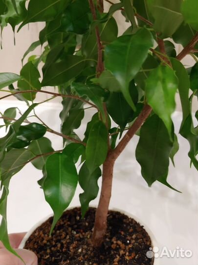 Фикус Голден Моник (взрослое растение)