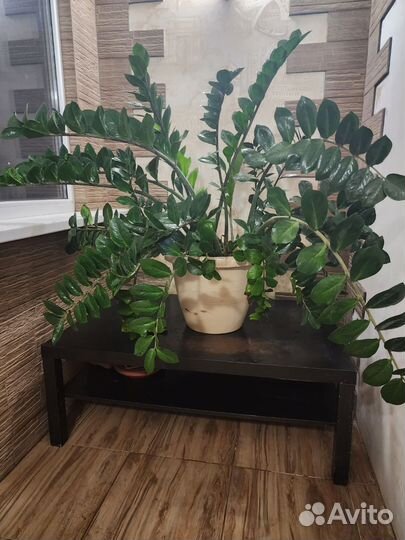 Замиокулькас