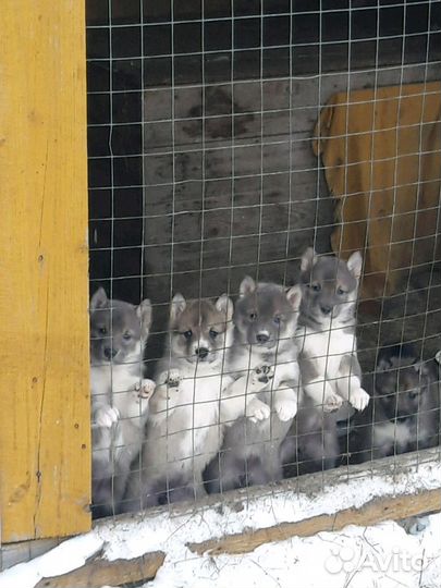 Западно сибирская лайка для охоты